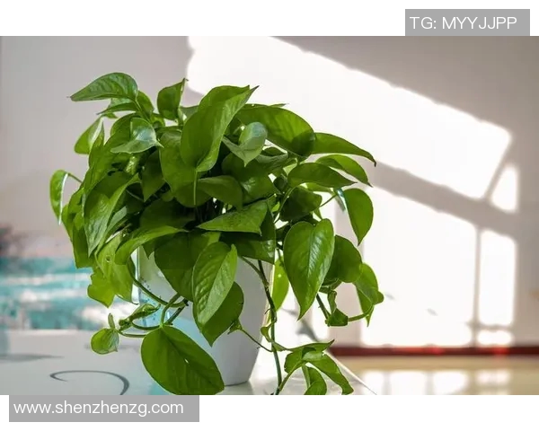 盆栽艺术之美：探索植物养护与室内装饰的完美融合与创意表达